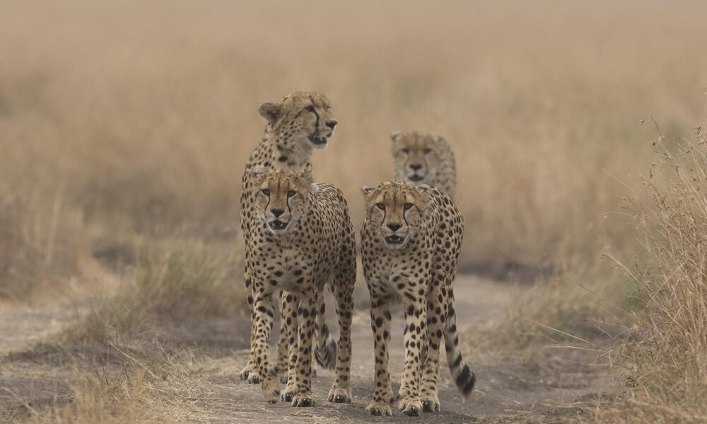 explore-the-wonders-of-masai-mara,-kenya-wildlife-safari